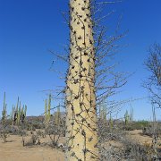 Baja2011 252 : Baja2011